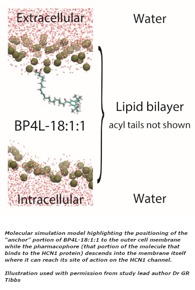 Molecular simulation model highlighting the positioning of the &ldquo;anchor&rdquo; portion of BP4L-18:1:1 to the outer cell membrane while the pharmacophore (that portion of the molecule that binds to the HCN1 protein) descends into the membrane itself where it can reach its site of action on the HCN1 channel.